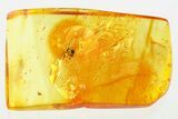 Detailed Fossil Long-Legged Fly (Dolichopodidae) in Baltic Amber #367494-1